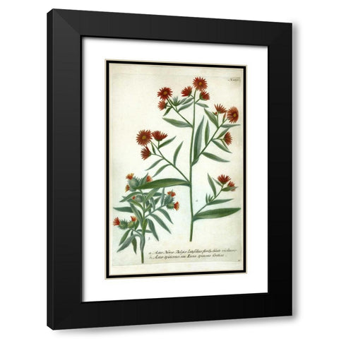 Aster, Plate 189 Black Modern Wood Framed Art Print with Double Matting by Weinmann, Johann W.