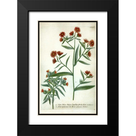 Aster, Plate 189 Black Modern Wood Framed Art Print with Double Matting by Weinmann, Johann W.