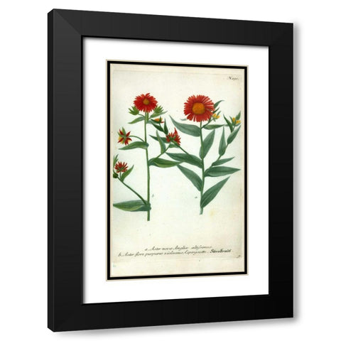 Aster, Plate 190 Black Modern Wood Framed Art Print with Double Matting by Weinmann, Johann W.