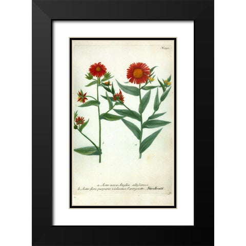 Aster, Plate 190 Black Modern Wood Framed Art Print with Double Matting by Weinmann, Johann W.