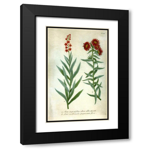 Aster, Plate 195 Black Modern Wood Framed Art Print with Double Matting by Weinmann, Johann W.