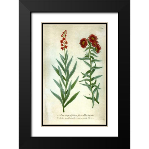 Aster, Plate 195 Black Modern Wood Framed Art Print with Double Matting by Weinmann, Johann W.