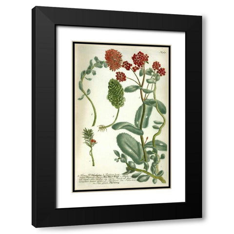Sedum, Plate 967 Black Modern Wood Framed Art Print with Double Matting by Weinmann, Johann W.