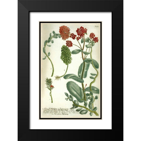 Sedum, Plate 967 Black Modern Wood Framed Art Print with Double Matting by Weinmann, Johann W.