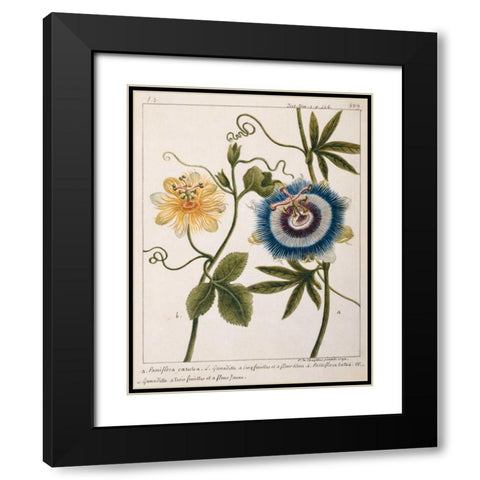 Passiflora Caerulea Black Modern Wood Framed Art Print with Double Matting by Chazelles, Laurent