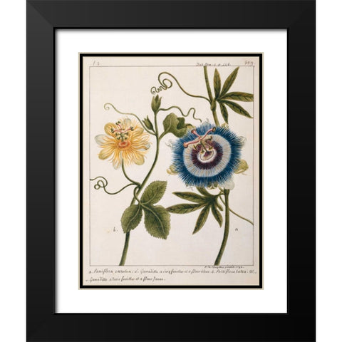 Passiflora Caerulea Black Modern Wood Framed Art Print with Double Matting by Chazelles, Laurent