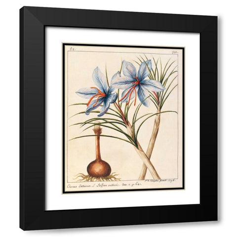 Crocus Sativius Black Modern Wood Framed Art Print with Double Matting by De Chazelles, Laurent
