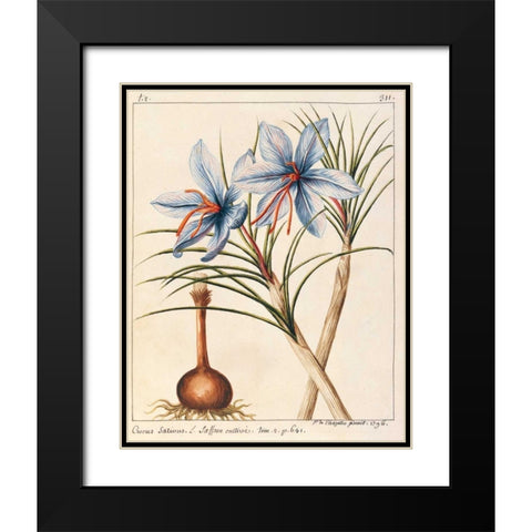 Crocus Sativius Black Modern Wood Framed Art Print with Double Matting by De Chazelles, Laurent