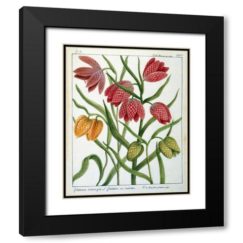 Fritillaria Meleagris Black Modern Wood Framed Art Print with Double Matting by De Chazelles, Laurent