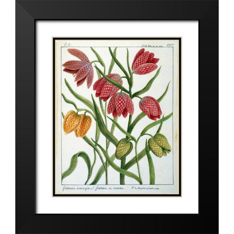 Fritillaria Meleagris Black Modern Wood Framed Art Print with Double Matting by De Chazelles, Laurent