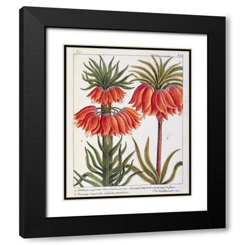 Fritillaria Imperialis Black Modern Wood Framed Art Print with Double Matting by De Chazelles, Laurent
