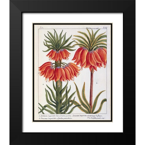 Fritillaria Imperialis Black Modern Wood Framed Art Print with Double Matting by De Chazelles, Laurent
