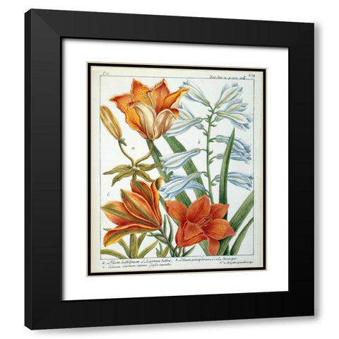 Lilium Bulbiferum Black Modern Wood Framed Art Print with Double Matting by De Chazelles, Laurent