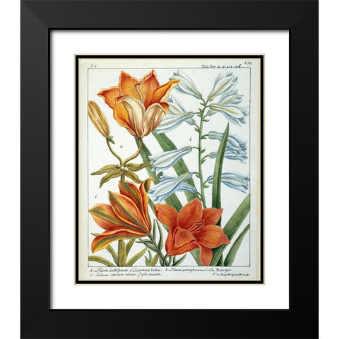 Lilium Bulbiferum Black Modern Wood Framed Art Print with Double Matting by De Chazelles, Laurent