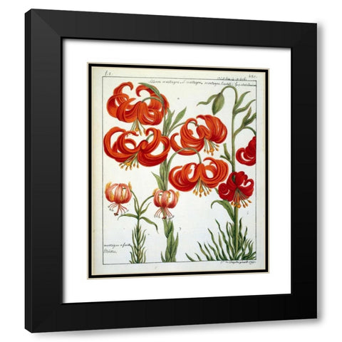 Lilium Martagon Black Modern Wood Framed Art Print with Double Matting by De Chazelles, Laurent