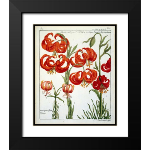 Lilium Martagon Black Modern Wood Framed Art Print with Double Matting by De Chazelles, Laurent