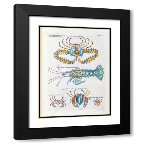 Crabbe- Scorpion Black Modern Wood Framed Art Print with Double Matting by Renard, Louis