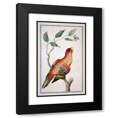 Lory, Right facing Black Modern Wood Framed Art Print with Double Matting by De Bevere, Pieter
