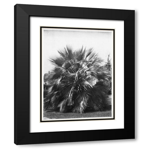 Blue Palm Tree, c1910 Black Modern Wood Framed Art Print with Double Matting by Anonymous
