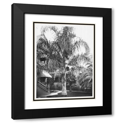 Palm, Cocos Plumosos, L.A., c 1910 Black Modern Wood Framed Art Print with Double Matting by Anonymous