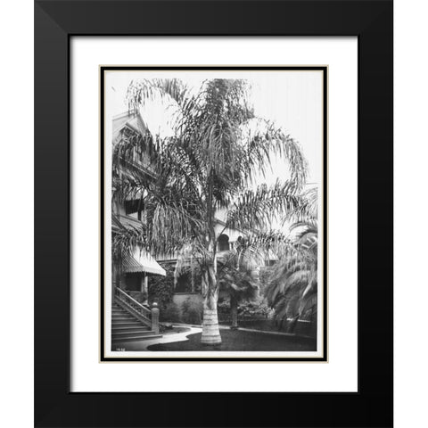 Palm, Cocos Plumosos, L.A., c 1910 Black Modern Wood Framed Art Print with Double Matting by Anonymous