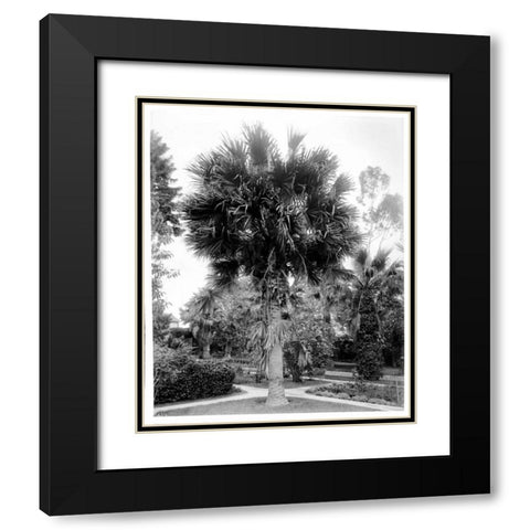 Palm. L.A. Park, c1910 Black Modern Wood Framed Art Print with Double Matting by Anonymous