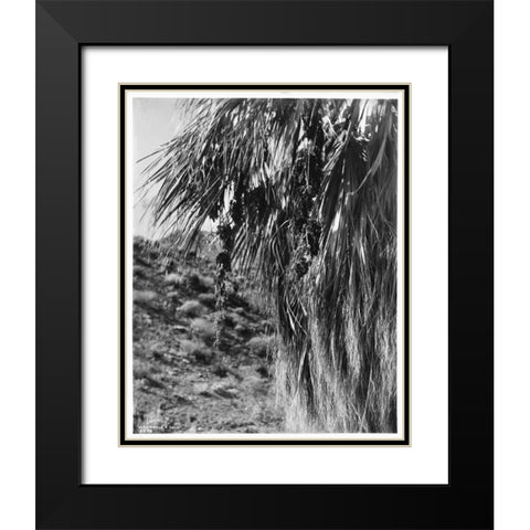 Fan Palm, Fruit, c 1910 Black Modern Wood Framed Art Print with Double Matting by Anonymous