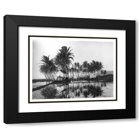 Palms, Hawaiian Rice Paddies, 1907 Black Modern Wood Framed Art Print with Double Matting by Anonymous