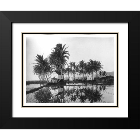 Palms, Hawaiian Rice Paddies, 1907 Black Modern Wood Framed Art Print with Double Matting by Anonymous