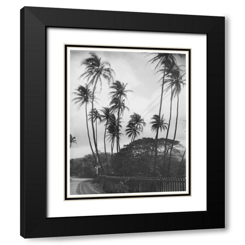 Coconut Palms, Honolulu, 1907 Black Modern Wood Framed Art Print with Double Matting by Anonymous