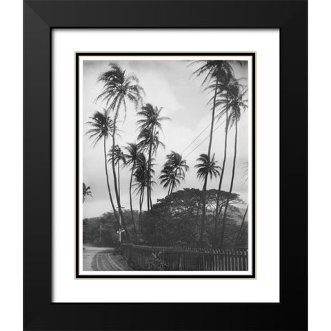 Coconut Palms, Honolulu, 1907 Black Modern Wood Framed Art Print with Double Matting by Anonymous