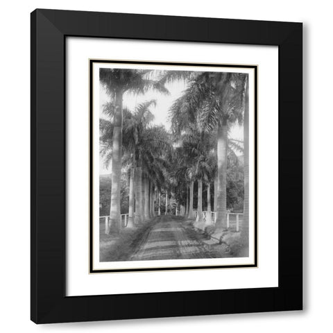 Royal Palm Ave, Honolulu, 1907 Black Modern Wood Framed Art Print with Double Matting by Anonymous