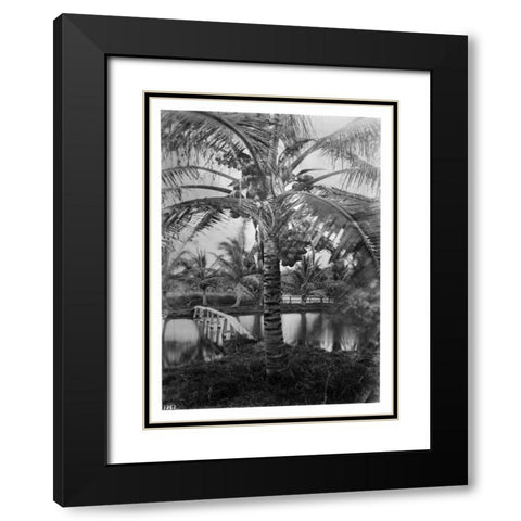 Coconut Palm, Hawaii, 1907-20 Black Modern Wood Framed Art Print with Double Matting by Anonymous