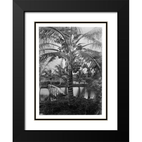Coconut Palm, Hawaii, 1907-20 Black Modern Wood Framed Art Print with Double Matting by Anonymous