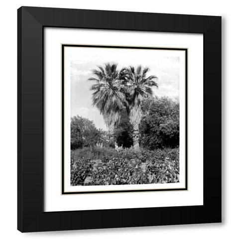 Old Palm Trees, South Pasadena, c1910 Black Modern Wood Framed Art Print with Double Matting by Anonymous