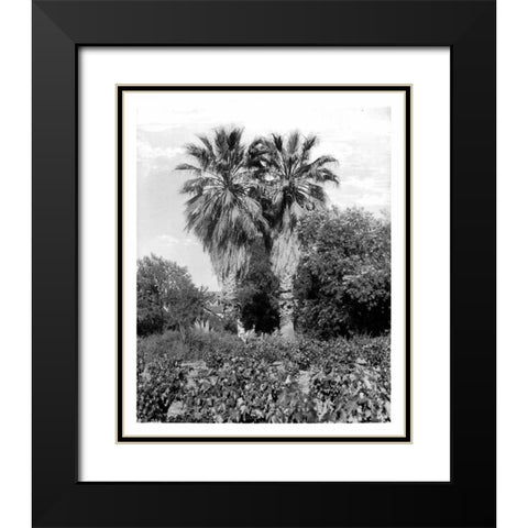 Old Palm Trees, South Pasadena, c1910 Black Modern Wood Framed Art Print with Double Matting by Anonymous