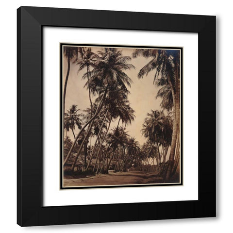 Coconut Palms, Coonoor India 1870 Black Modern Wood Framed Art Print with Double Matting by Anonymous