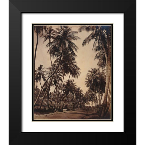 Coconut Palms, Coonoor India 1870 Black Modern Wood Framed Art Print with Double Matting by Anonymous