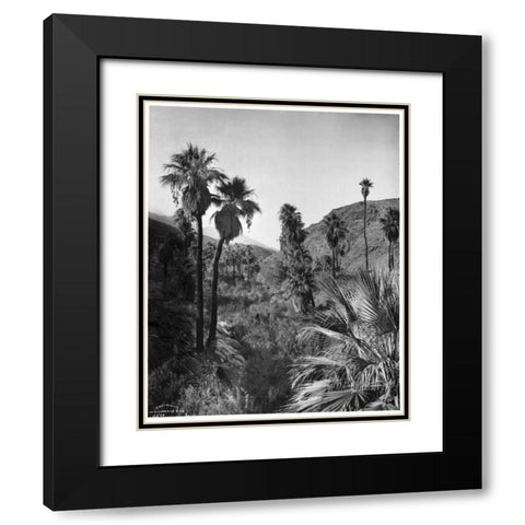 Palm Canyon, Palm Springs c,1903 Black Modern Wood Framed Art Print with Double Matting by Anonymous