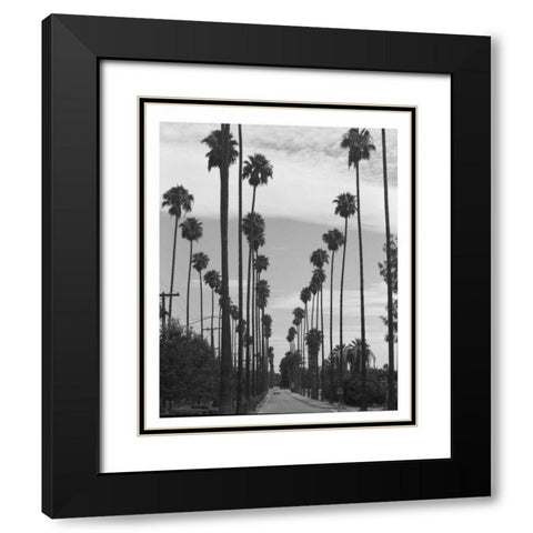 Palm Trees, Victoria Ave, Riverside c1910 Black Modern Wood Framed Art Print with Double Matting by Anonymous
