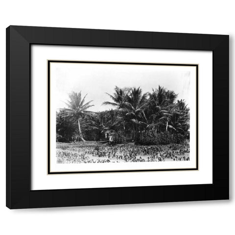 Taro fields, Date Palms, Hawaii 1907 Black Modern Wood Framed Art Print with Double Matting by Anonymous