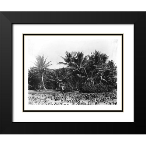 Taro fields, Date Palms, Hawaii 1907 Black Modern Wood Framed Art Print with Double Matting by Anonymous