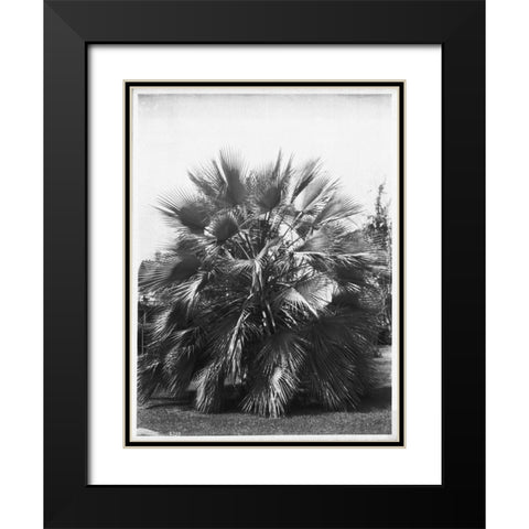 Blue Palm Tree, Figueroa St c1920 Black Modern Wood Framed Art Print with Double Matting by Anonymous