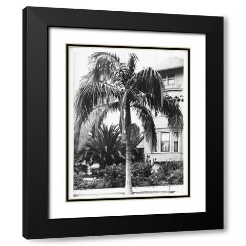 Palm, Seaforchia Elygans, CA c 1920 Black Modern Wood Framed Art Print with Double Matting by Anonymous