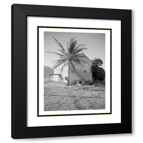 Palm Tree, Naval Magazine Bldg, Hawaii, c1907 Black Modern Wood Framed Art Print with Double Matting by Anonymous