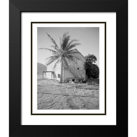 Palm Tree, Naval Magazine Bldg, Hawaii, c1907 Black Modern Wood Framed Art Print with Double Matting by Anonymous