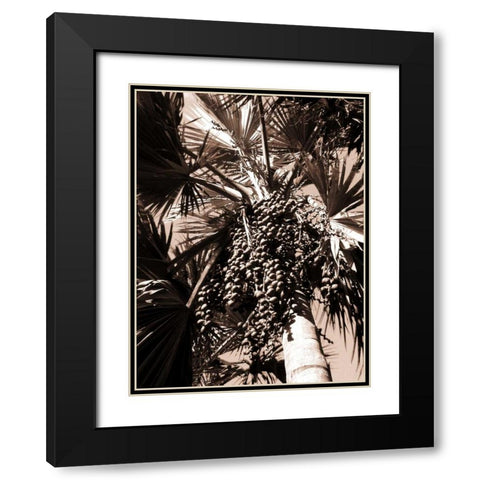 Date Palm, Mauritius Black Modern Wood Framed Art Print with Double Matting by Blue, Cyril
