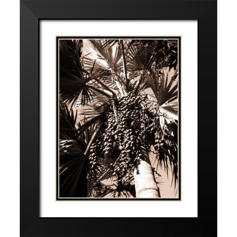 Date Palm, Mauritius Black Modern Wood Framed Art Print with Double Matting by Blue, Cyril