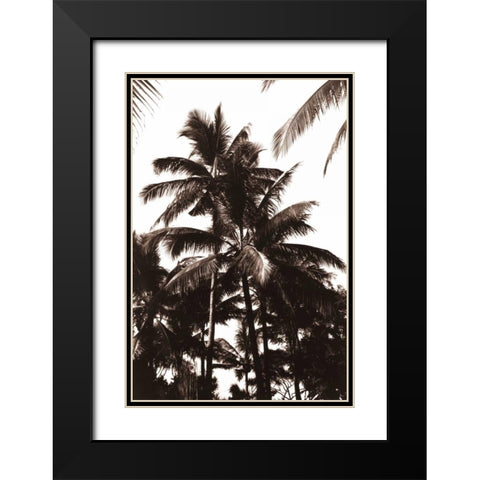 Coconut Palm, Bali Black Modern Wood Framed Art Print with Double Matting by Blue, Cyril