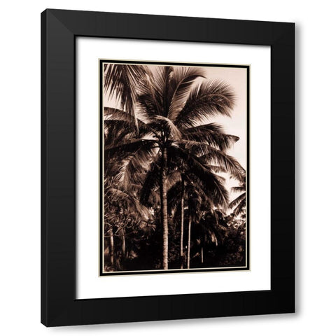 Coconut Palm, Bali Black Modern Wood Framed Art Print with Double Matting by Blue, Cyril